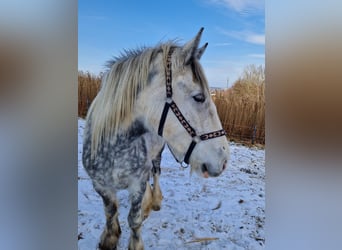 Shire Horse, Mare, 5 years, 17.2 hh, Gray-Dapple