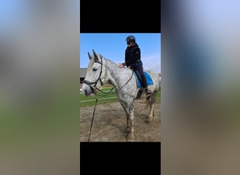 Shire Horse, Mare, 5 years, 17.2 hh, Gray-Dapple