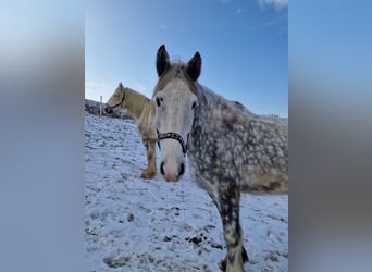 Shire Horse, Mare, 5 years, 17.2 hh, Gray-Dapple