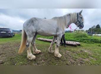Shire Horse, Mare, 5 years, 17.2 hh, Grey