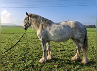 Shire Horse, Mare, 5 years, 17 hh, Gray