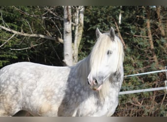 Shire Horse, Mare, 5 years, 17 hh, Gray-Dapple