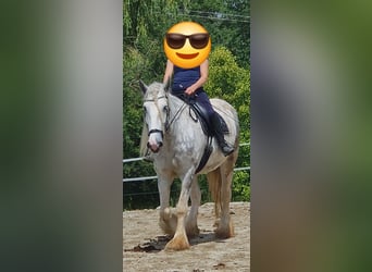 Shire Horse, Mare, 5 years, 17 hh, Gray-Dapple