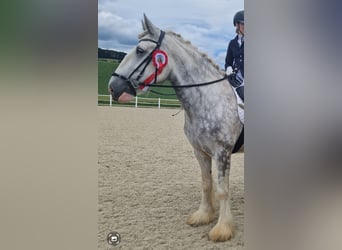 Shire Horse, Mare, 5 years, 17 hh, Gray-Dapple