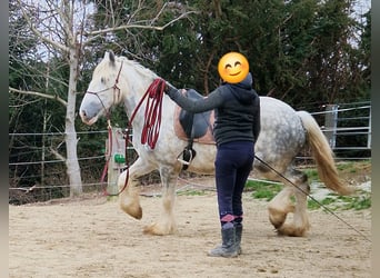 Shire Horse, Mare, 5 years, 17 hh, Gray-Dapple