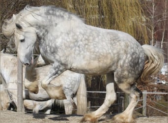 Shire Horse, Mare, 5 years, 17 hh, Gray-Dapple