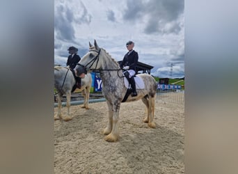 Shire Horse, Mare, 5 years, 17 hh, Gray-Dapple