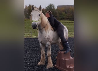 Shire Horse, Mare, 5 years, 17 hh, Gray