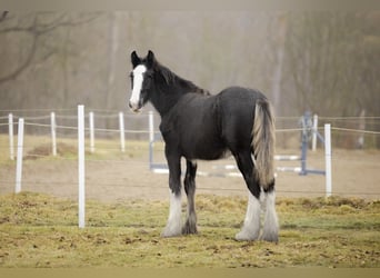 Shire Horse, Mare, 5 years, 18 hh, Black