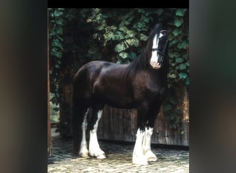 Shire Horse, Mare, 5 years, 18 hh, Black