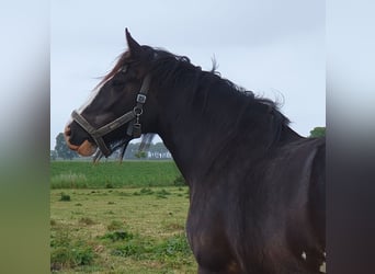 Shire Horse, Mare, 5 years, 18,2 hh, Black