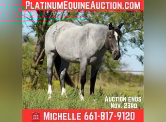 Shire Horse, Mare, 6 years, 15,2 hh, Roan-Blue