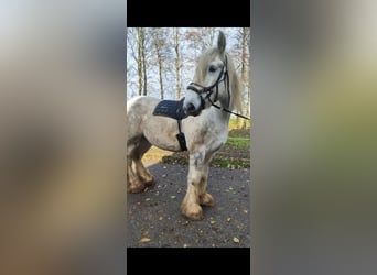 Shire Horse, Mare, 6 years, 16,2 hh, Gray-Dapple