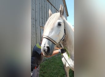 Shire Horse, Mare, 6 years, 17 hh, Gray-Dapple