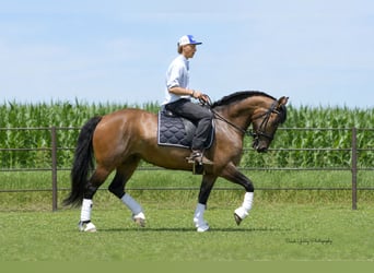 Shire Horse Mix, Mare, 6 years, Dun