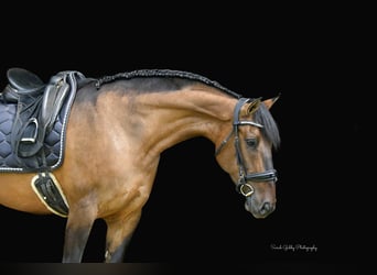Shire Horse Mix, Mare, 6 years, Dun