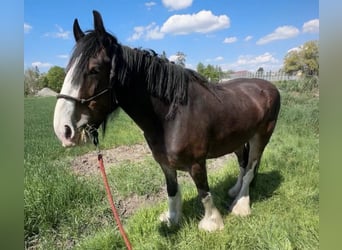 Shire Horse, Mare, 7 years, 16.2 hh, Brown
