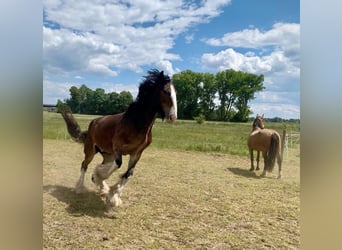 Shire Horse, Mare, 7 years, 16.2 hh, Brown