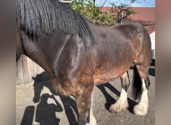 Shire Horse, Mare, 7 years, 16.2 hh, Brown