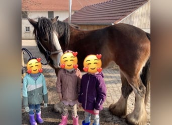 Shire Horse, Mare, 7 years, 16,2 hh, Brown