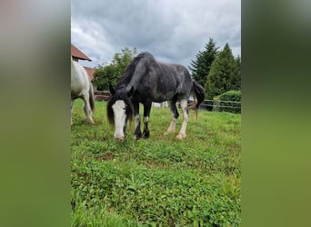 Shire Horse, Mare, 7 years, 17,2 hh, Roan-Blue