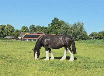 Shire Horse, Mare, 7 years, 17 hh, Black