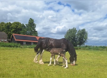 Shire Horse, Mare, 7 years, 17 hh, Black