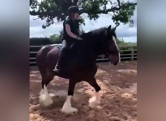 Shire Horse, Mare, 7 years