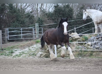 Shire Horse, Mare, 8 years, 16.2 hh, Brown