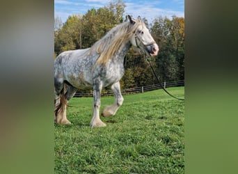 Shire Horse, Mare, 8 years, 16,2 hh, Grey