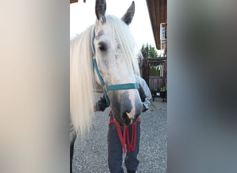 Shire Horse, Mare, 8 years, 17 hh, Gray-Dapple