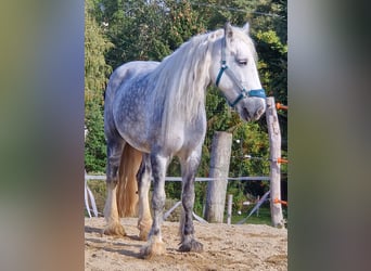 Shire Horse, Mare, 8 years, 17 hh, Gray-Dapple