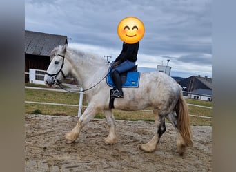 Shire Horse, Mare, 8 years, 17 hh, Gray