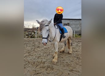 Shire Horse, Mare, 8 years, 17 hh, Gray