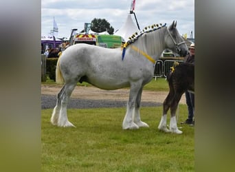 Shire Horse, Mare, 8 years, 17 hh, Grey