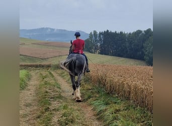 Shire Horse, Stute, 8 Jahre, 17 hh, Roan-Bay