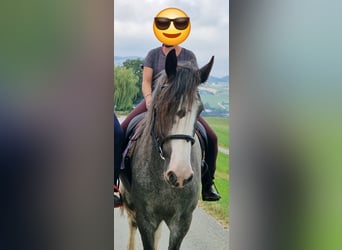 Shire Horse, Stute, 8 Jahre, 17 hh, Roan-Bay