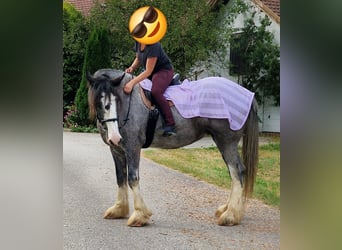 Shire Horse, Stute, 8 Jahre, 17 hh, Roan-Bay