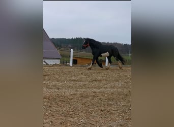 Shire Horse, Mare, 8 years, 17,1 hh, Black