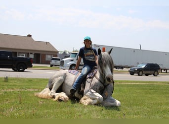 Shire Horse, Mare, 9 years, 16.2 hh, Sabino