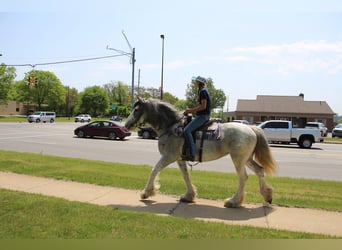 Shire Horse, Mare, 9 years, 16.2 hh, Sabino