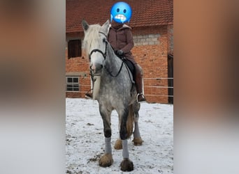 Shire Horse, Mare, 9 years, 17 hh, Gray-Dapple