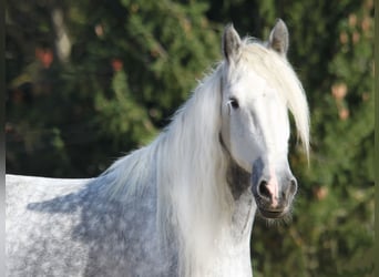 Shire Horse, Mare, 9 years, 17 hh, Gray-Dapple