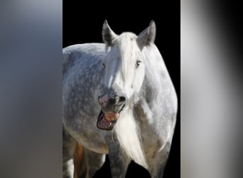 Shire Horse, Mare, 9 years, 17 hh, Gray-Dapple