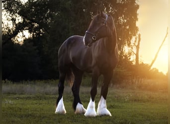 Shire Horse, Mare, 9 years, 18.2 hh, Black