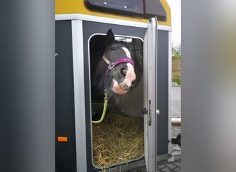 Shire Horse, Mare, 9 years, 18.2 hh, Black