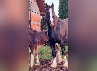 Shire Horse, Mare, 9 years, 18.2 hh, Black