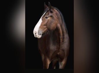 Shire Horse, Mare, 9 years, 18 hh