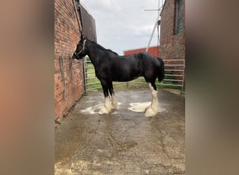 Shire Horse, Mare, 9 years, Black