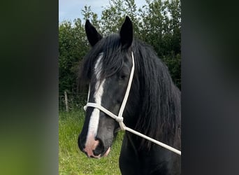 Shire Horse, Mare, 9 years